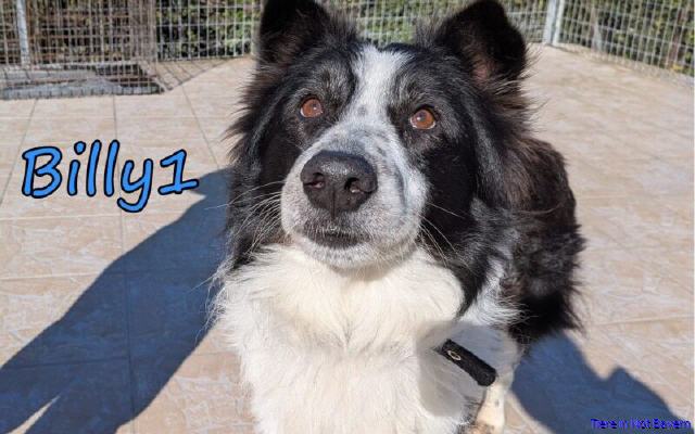 Billy1