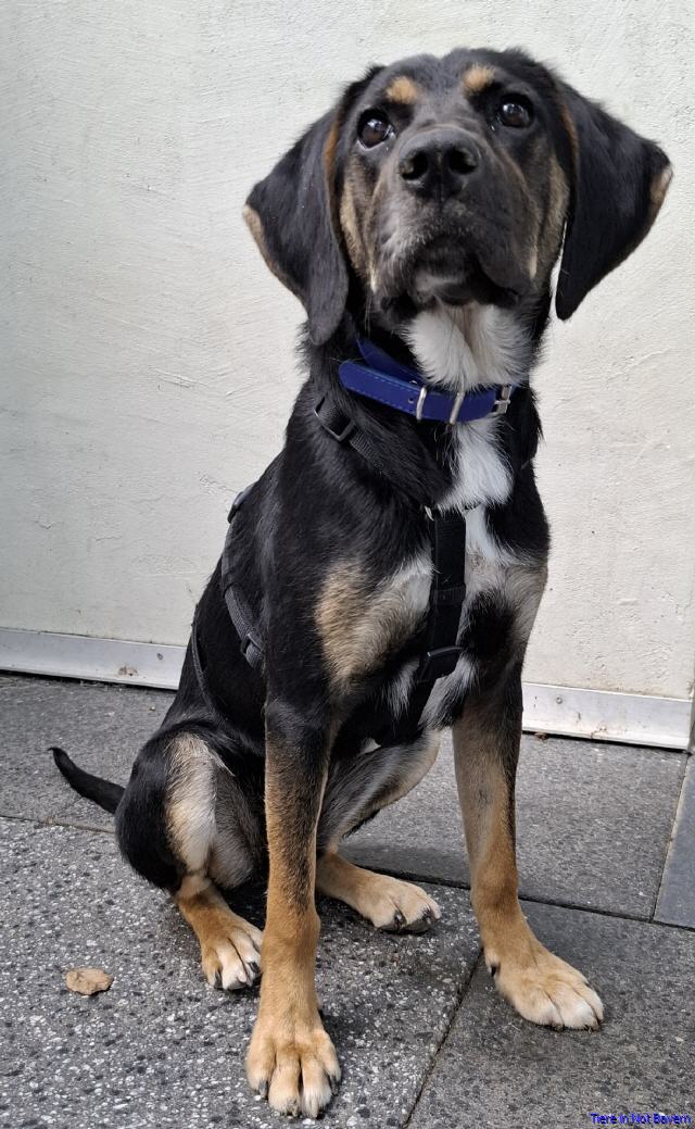 Nala