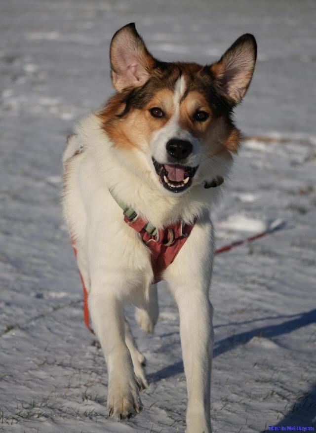 Apollo