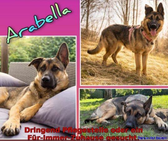 Arabella