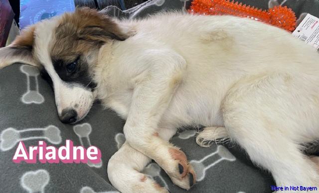 Ariadne