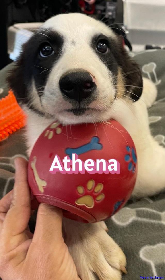 Athena