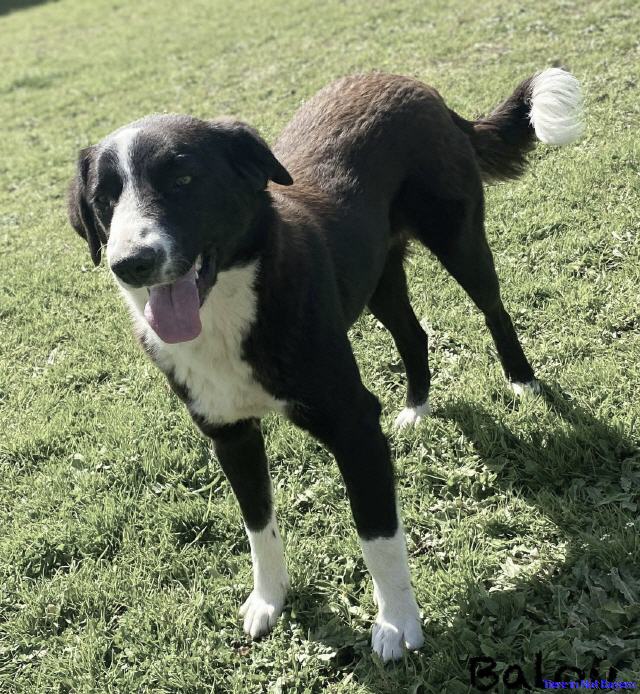 Balou