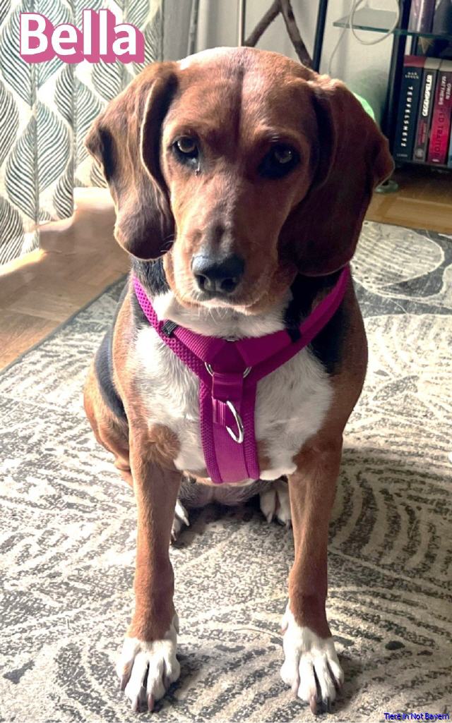 Bella