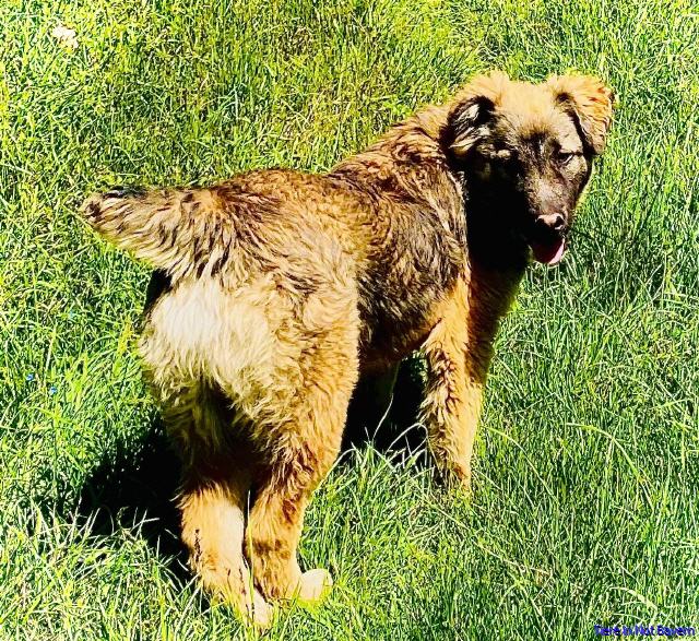Brundo