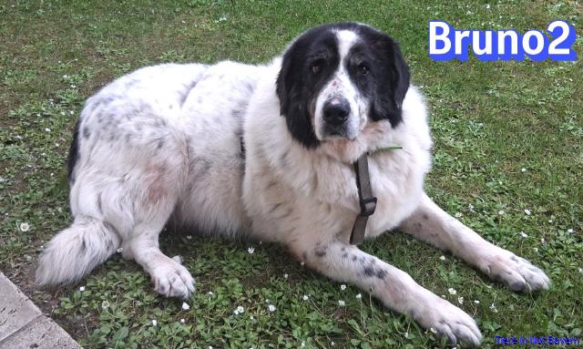 Bruno