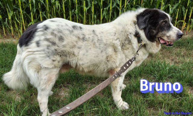 Bruno