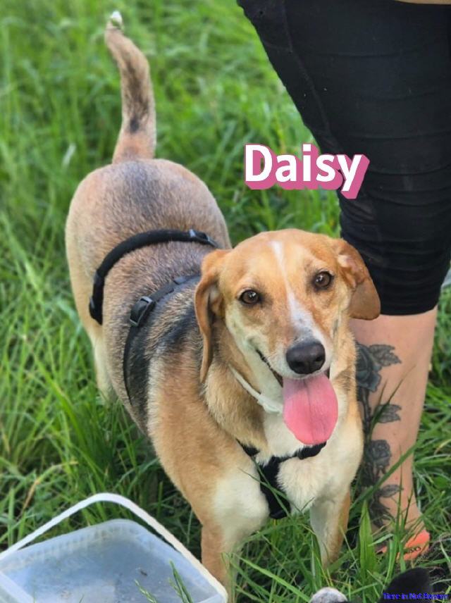 Daisy
