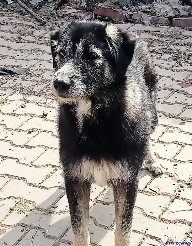 Dora