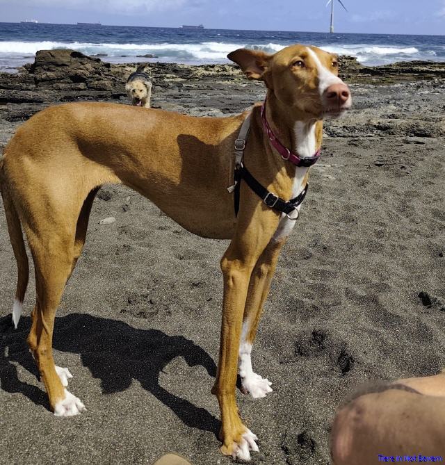 Frida