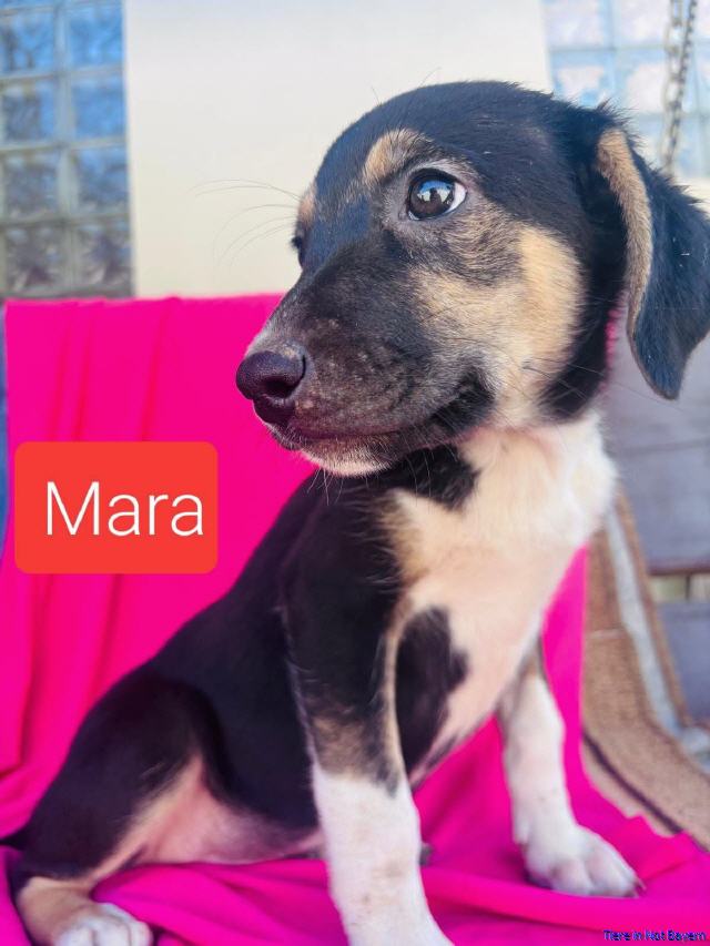 Mara