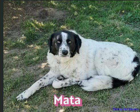 Mata