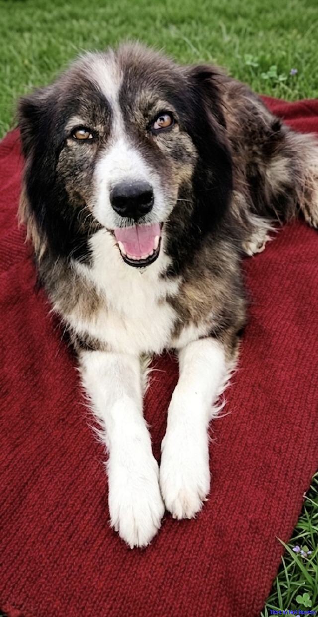 Mavi