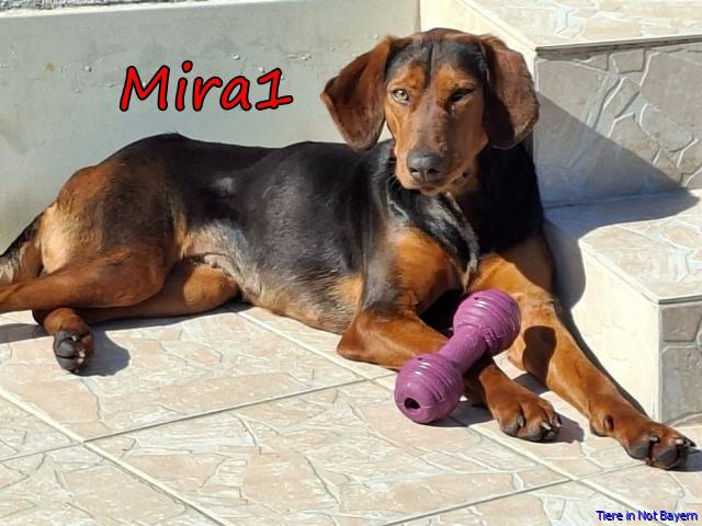 Mira