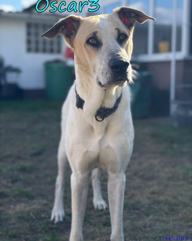 Oscar