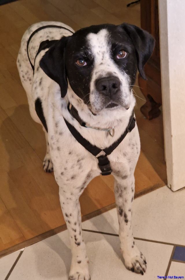 Simon