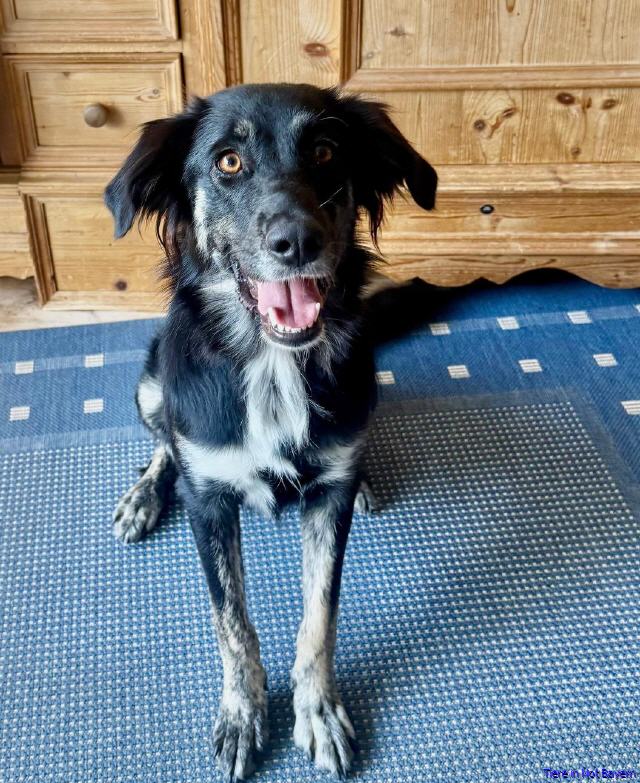 Stella